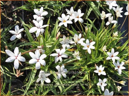 Rhodohypoxis platypetale &amp;#x0027;Select&amp;#x0027; | Roodsterretje, Sterretjesgras | Grasstern | Red Star
