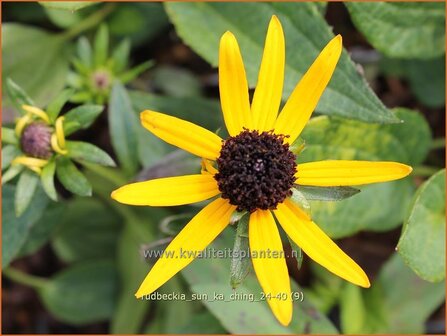 Rudbeckia &amp;#x0027;Sun Ka Ching&amp;#x0027; | Zonnehoed | Gew&amp;#x00f6;hnlicher Sonnenhut | Black Eyed Susan