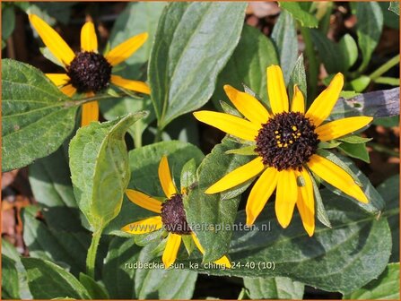 Rudbeckia &amp;#x0027;Sun Ka Ching&amp;#x0027; | Zonnehoed | Gew&amp;#x00f6;hnlicher Sonnenhut | Black Eyed Susan