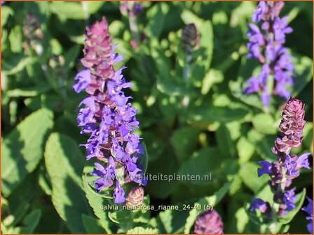 Salvia nemorosa &#039;Rianne&#039; | Bossalie, Salie, Salvia | Steppensalbei | Woodland Sage
