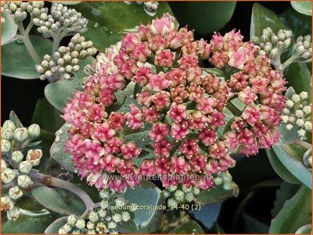 Sedum &#039;Coraljade&#039; | Hemelsleutel, Vetkruid | Fettblatt | Stonecrop