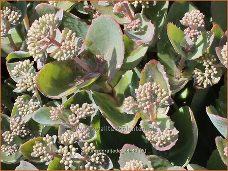 Sedum &#039;Coraljade&#039; | Hemelsleutel, Vetkruid | Fettblatt | Stonecrop
