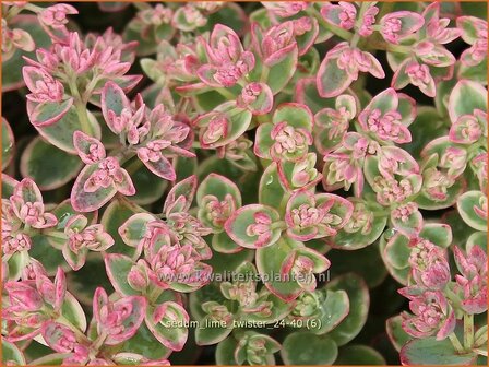 Sedum &#039;Lime Twister&#039; | Vetkruid | Fettblatt | Stonecrop