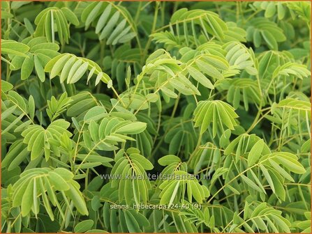 Senna hebecarpa | Kaarsenstruik | Gew&uuml;rzrinde | Wild Senna