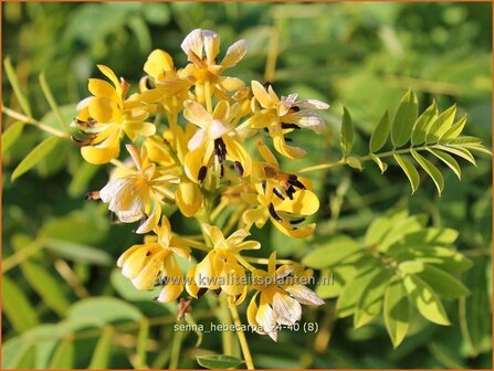 Senna hebecarpa | Kaarsenstruik | Gew&uuml;rzrinde | Wild Senna