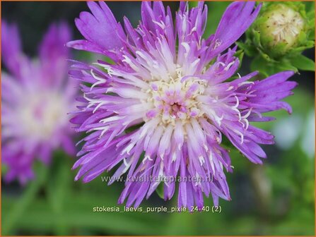 Stokesia laevis &#039;Purple Pixie&#039; | Korenbloemaster | Kornblumenaster | Cornflower Aster