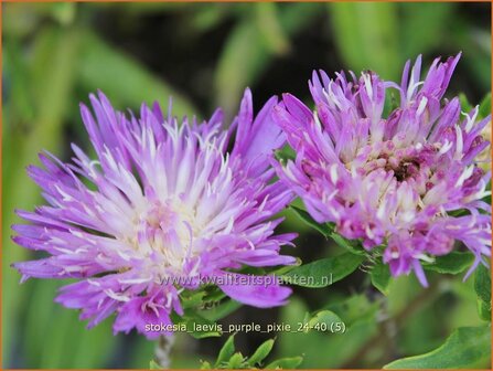 Stokesia laevis &#039;Purple Pixie&#039; | Korenbloemaster | Kornblumenaster | Cornflower Aster