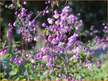 Thalictrum &#039;Purple Wings&#039; | Ruit | Wiesenraute | Meadow Rue