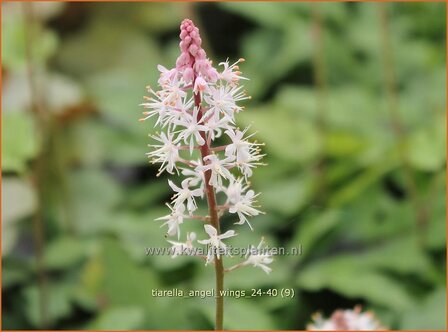 Tiarella &#039;Angel Wings&#039; | Schuimbloem, Perzische muts, Schuimkaars | Schaumbl&uuml;te | Foam Flower