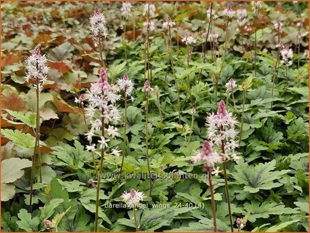 Tiarella &#039;Angel Wings&#039; | Schuimbloem, Perzische muts, Schuimkaars | Schaumbl&uuml;te | Foam Flower
