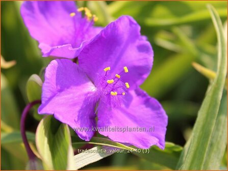 Tradescantia &#039;Valour&#039; | Eendagsbloem, Vaderplant, Matrozensla | Dreimasterblume | Spiderwort
