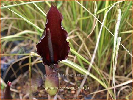 Sauromatum giganteum | Voodoolelie | Eidechsenwurz | Giant Voodoo Lily