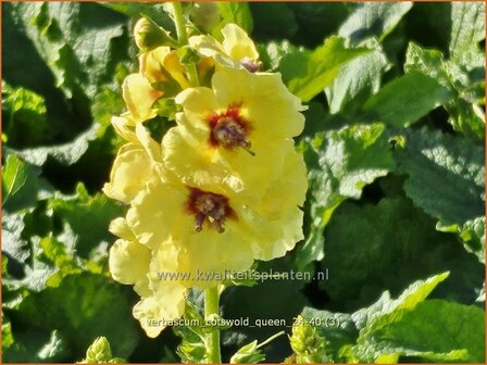 Verbascum &#039;Cotswold Queen&#039; | Toorts | K&ouml;nigskerze | Mullein