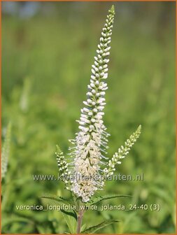 Veronica longifolia &amp;#x0027;White Jolanda&amp;#x0027; | Lange ereprijs, Langbladige ereprijs, Ereprijs | Langbl&amp;#x00e4;