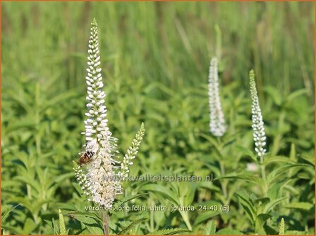 Veronica longifolia &amp;#x0027;White Jolanda&amp;#x0027; | Lange ereprijs, Langbladige ereprijs, Ereprijs | Langbl&amp;#x00e4;