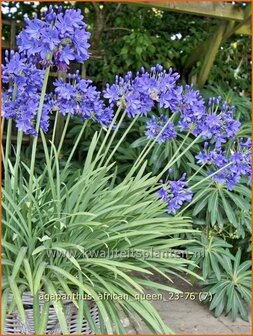 Agapanthus &#039;African Queen&#039; | Afrikaanse lelie, Kaapse lelie, Liefdesbloem, Blauwe tuberoos | Blaue Tuberose | Blue Af