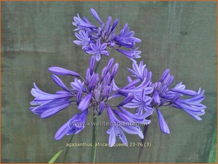 Agapanthus &#039;African Queen&#039; | Afrikaanse lelie, Kaapse lelie, Liefdesbloem, Blauwe tuberoos | Blaue Tuberose | Blue Af