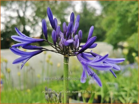 Agapanthus &#039;African Queen&#039; | Afrikaanse lelie, Kaapse lelie, Liefdesbloem, Blauwe tuberoos | Blaue Tuberose | Blue Af