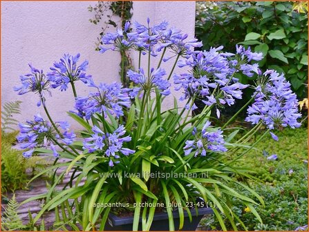 Agapanthus &#039;Pitchoune Blue&#039; | Afrikaanse lelie, Kaapse lelie, Liefdesbloem, Blauwe tuberoos | Schmucklilie | African 