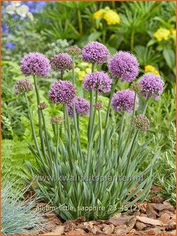 Allium &amp;#x0027;Little Sapphire&amp;#x0027; | Amerikaanse look, Sierui, Look | Nickender Lauch | Lady&amp;#x0027;s Leek