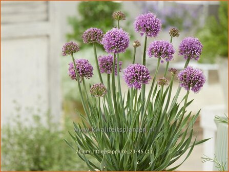 Allium &amp;#x0027;Little Sapphire&amp;#x0027; | Amerikaanse look, Sierui, Look | Nickender Lauch | Lady&amp;#x0027;s Leek