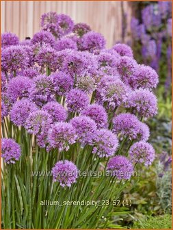 Allium &#039;Serendipity&#039; | Sierui, Look | Lauch | Ornamental Onion