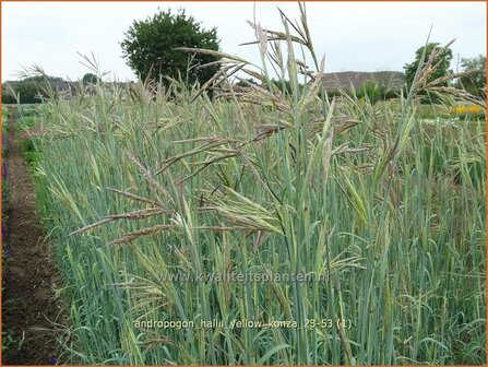 Andropogon hallii &#039;Yellow Konza&#039; | Baardgras | Blauhalm | Sand Bluestem