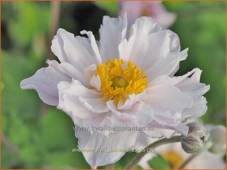 Anemone &#039;Frilly Knickers&#039; | Anemoon | Anemone | Anemone