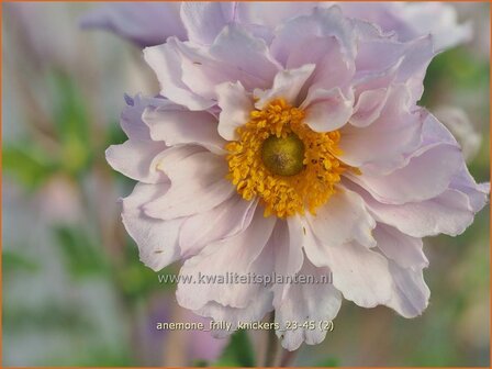Anemone &#039;Frilly Knickers&#039; | Anemoon | Anemone | Anemone