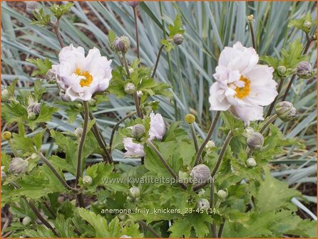 Anemone &#039;Frilly Knickers&#039; | Anemoon | Anemone | Anemone