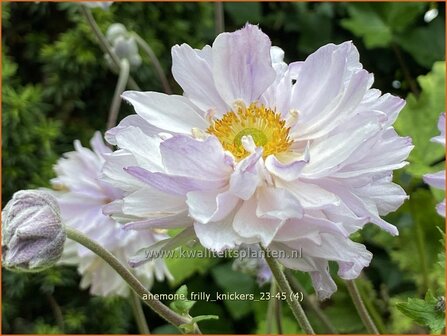 Anemone &#039;Frilly Knickers&#039; | Anemoon | Anemone | Anemone