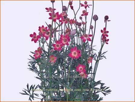 Anemone multifida &#039;Annabella Deep Rose&#039; | Anemoon | Fr&uuml;hsommer-Windr&ouml;schen | Rocky Mountain Windflower