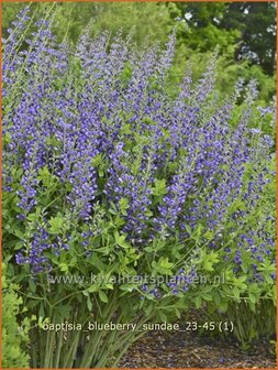 Baptisia &#039;Blueberry Sundae&#039; | Valse indigo, Indigolupine | F&auml;rberh&uuml;lse | False Indigo
