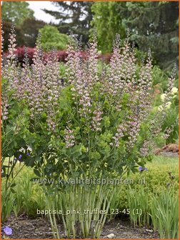 Baptisia &#039;Pink Truffles&#039; | Valse indigo, Indigolupine | F&auml;rberh&uuml;lse | False Indigo