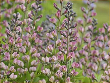 Baptisia &#039;Pink Truffles&#039; | Valse indigo, Indigolupine | F&auml;rberh&uuml;lse | False Indigo