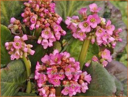 Bergenia &#039;Dark Margin&#039; | Schoenlappersplant, Olifantsoor | Bergenie | Elephant&#039;s Ears