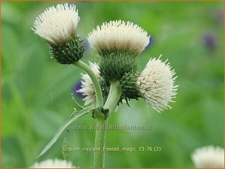 Cirsium rivulare &#039;Frosted Magic&#039; | Oeverdistel, Beekdistel, Vederdistel | Bach-Kratzdistel | Brook Thistl