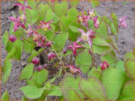 Epimedium rubrum &#039;Galadriel&#039; | Elfenbloem, Elfenbloempje | Rotbl&uuml;hende Elfenblume | Red Epimedium