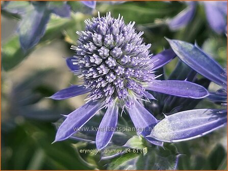 Eryngium &#039;Grumpy&#039; | Kruisdistel | Mannstreu | Sea Holly
