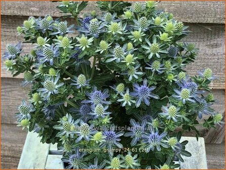Eryngium &#039;Grumpy&#039; | Kruisdistel | Mannstreu | Sea Holly