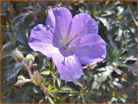 Geranium &#039;Femme Fatale&#039; | Ooievaarsbek, Tuingeranium, Geranium | Nepal-Storchenschnabel | Cranesbill