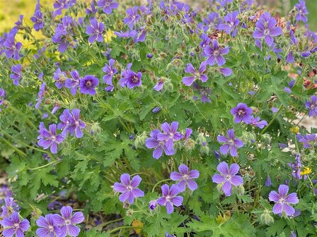 Geranium ibericum subsp. jubatum | Ooievaarsbek, Tuingeranium, Geranium | Kaukasischer Storchenschnabel | Iberian Cranesbill