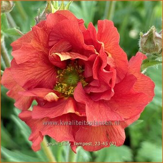 Geum &#039;Fiery Tempest&#039; | Nagelkruid | Nelkenwurz | Avens