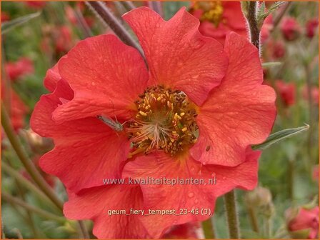 Geum &#039;Fiery Tempest&#039; | Nagelkruid | Nelkenwurz | Avens