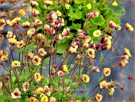 Geum &#039;Tempo Yellow&#039; | Nagelkruid | Nelkenwurz | Avens
