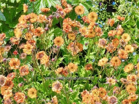 Geum &#039;Tutti Frutti&#039; | Nagelkruid | Nelkenwurz | Avens