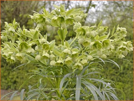 Helleborus foetidus 'Wilgenbroek' | Stinkend nieskruid, Nieskruid | Palmblatt-Nieswurz | Stinking Hellebore