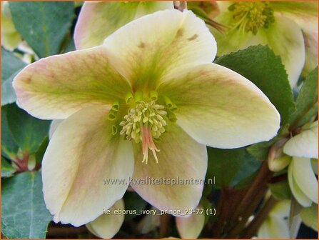 Helleborus &#039;Ivory Prince&#039; | Nieskruid | Nieswurz | Hellebore