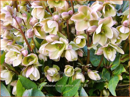 Helleborus &#039;Ivory Prince&#039; | Nieskruid | Nieswurz | Hellebore