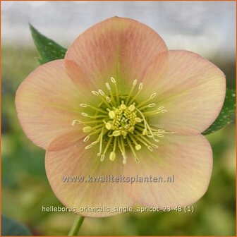 Helleborus orientalis &#039;Single Apricot&#039; | Kerstroos, Lenteroos, Vastenroos, Oosters nieskruid, Nieskruid | Lenzrose | 